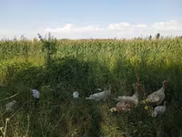 Turkeys — Foto 1