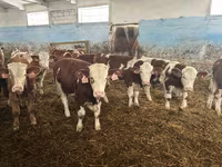 Bulle, Simmental cattle — Foto 3