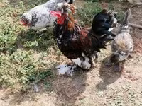 Chickens — foto 5