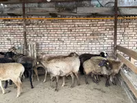 Kambing jantan, Sheep — foto 5
