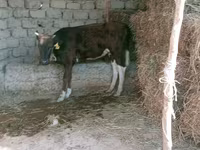 بقرة, Latvian Blue cattle — الصورة 4