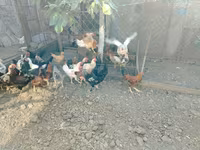 Chickens — Foto 7
