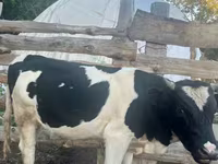 วัวตัวผู้, Russian Black pied cattle — รูปภาพ 1