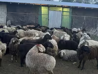 مینڈھا, بھیڑیں — تصویر 1