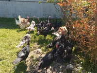 Turkeys — عکس 3
