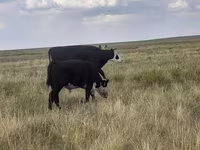 گاو و گوساله (گروه، جنسیت مشخص نشده), Simmental cattle — عکس 5