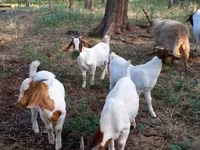 تيس, Boer goat — الصورة 3