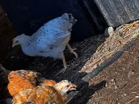 Chickens — عکس 3