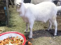 Ziegenbock, Ziegen — Foto 3