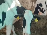 Ko, Limousin-ko. — foto 3