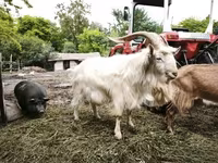 公山羊, Goats — 照片 2
