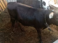 Krowa, Bydło — zdjęcie 2