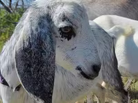 Keçi, Nubian Goat — foto 1