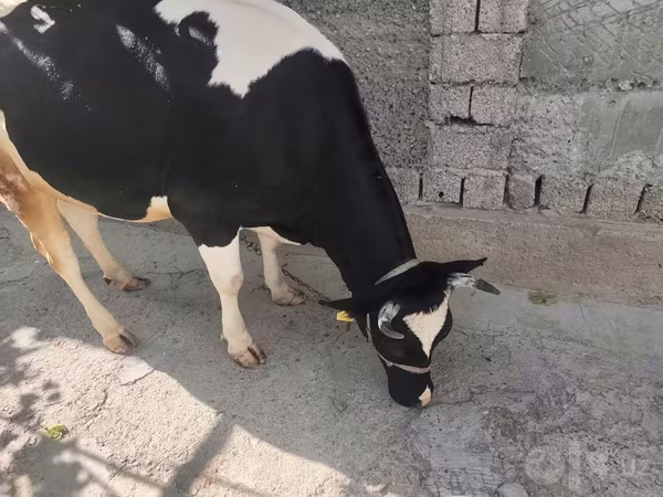 Krava, Russian Black pied cattle