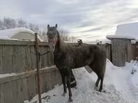Sto, Orlov Trotter — foto 4