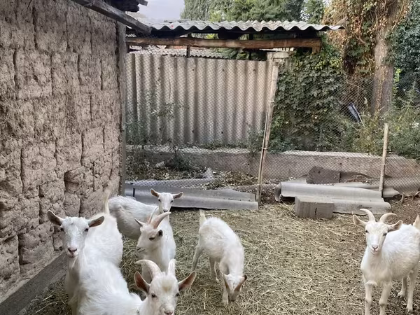 แพะตัวเมีย, Alpine goat