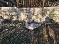 Ducks — photo 4