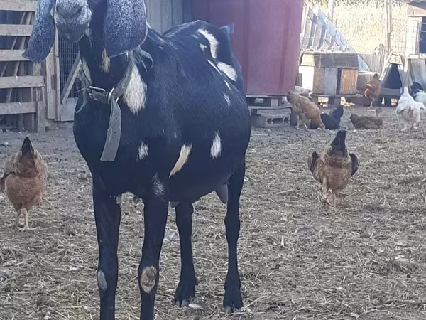 Get, Nubian Goat — Moldavien