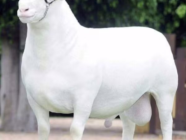 گوسفند (گروه، جنسیت مشخص نشده), Dorper sheep