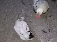 Chickens — Foto 1