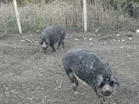 Свиноматка, Мангалица — фото 5