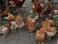Chickens — foto 5
