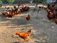 Chickens — 写真 2