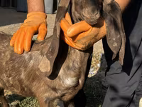 แพะตัวเมีย, Kamori goats — รูปภาพ 2
