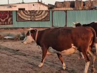 Үнээ, Latvian Blue cattle — 2 зураг