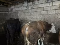 Lembu jantan, Cattle — foto 3