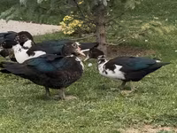 Turkeys — foto 4