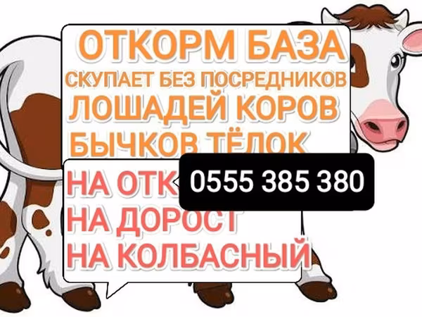 اسب