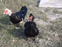 مسکوی خانگی — عکس 4