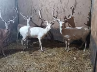 گاو نر, گاو — عکس 2