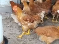 Chickens — تصویر 2