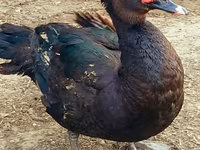 Ducks — 2-rasm