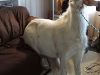 Klisna, Miniature horse — foto 7