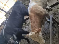 گاو نر, Swiss cattle — عکس 5