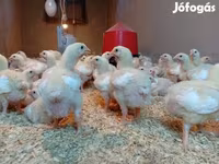 Chickens — foto 4