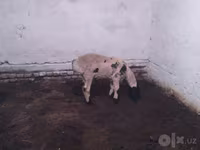 Widder, Suffolk sheep — Foto 2