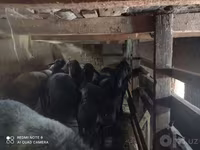 Ovce (šarže, pohlaví neuvedeno), Ovce — foto 3