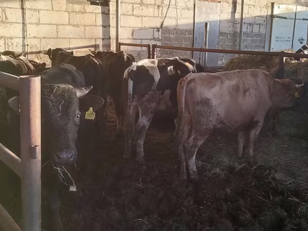 گاو نر, Simmental cattle