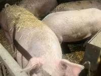 Schweine (Partie, Geschlecht nicht angegeben), Schweine — Foto 3