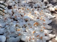 Ducks — عکس 3