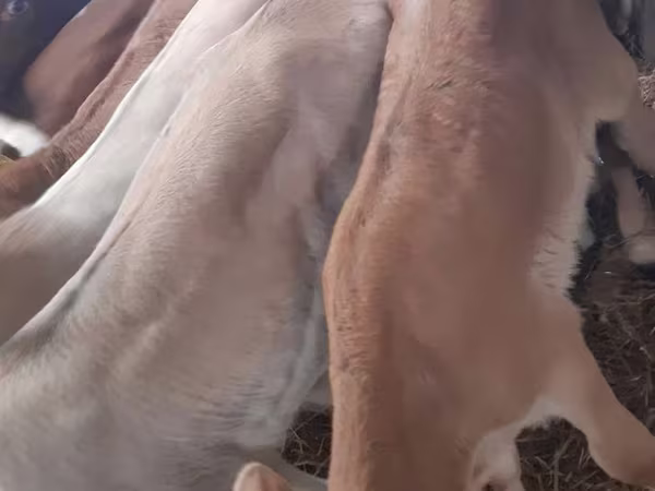 Bull, Simmental cattle