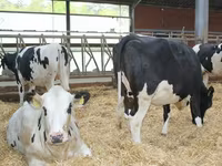 Bou, Rasa Holstein — foto 2
