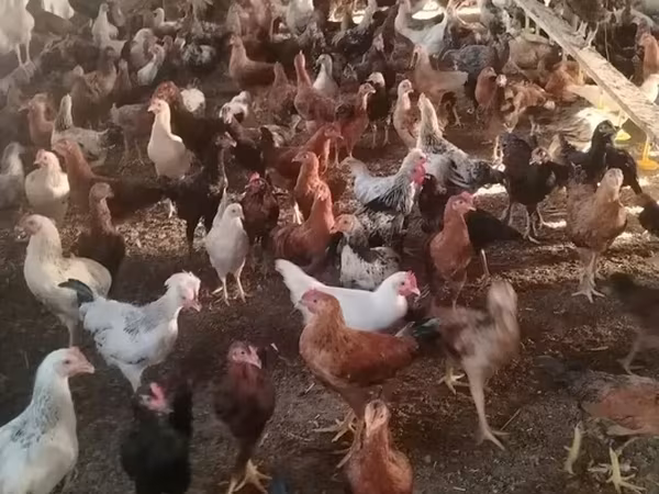 Chickens