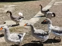 Geese — تصویر 2