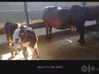 गाय, Simmental cattle — फ़ोटो 4