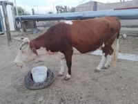 گاو ماده, Latvian Blue cattle — عکس 1